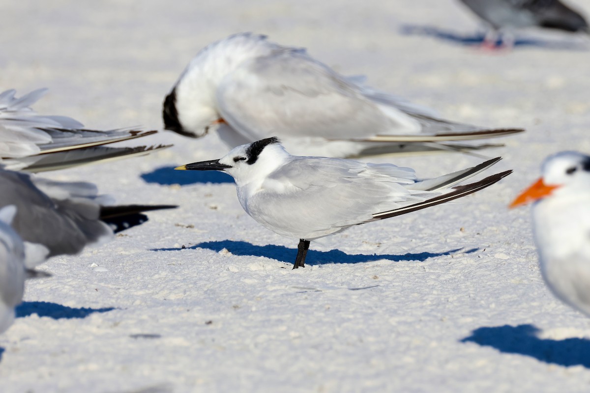 splitterne - ML646971724