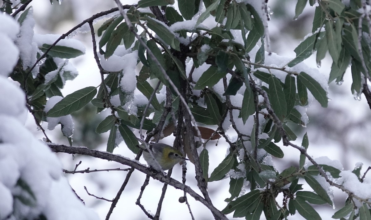 Olive Warbler - ML646971728