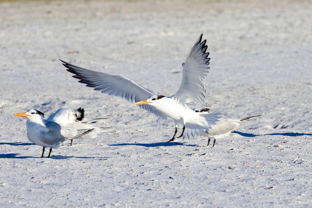 kongeterne - ML646971732