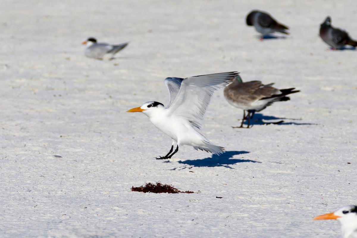 kongeterne - ML646971733