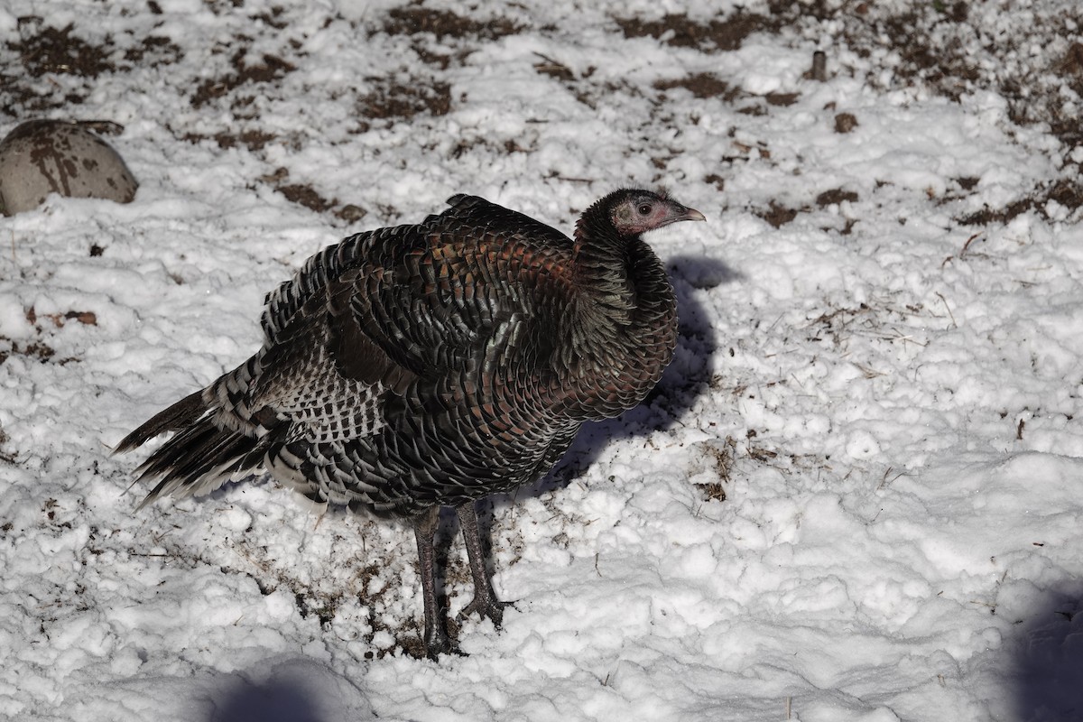 Wild Turkey - ML646971735
