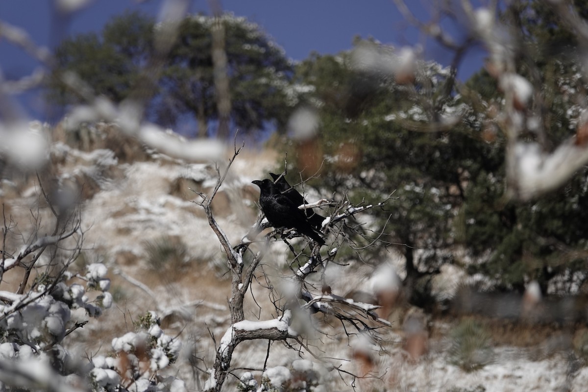 Common Raven - ML646971740