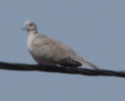 Tourterelle turque - ML646971748