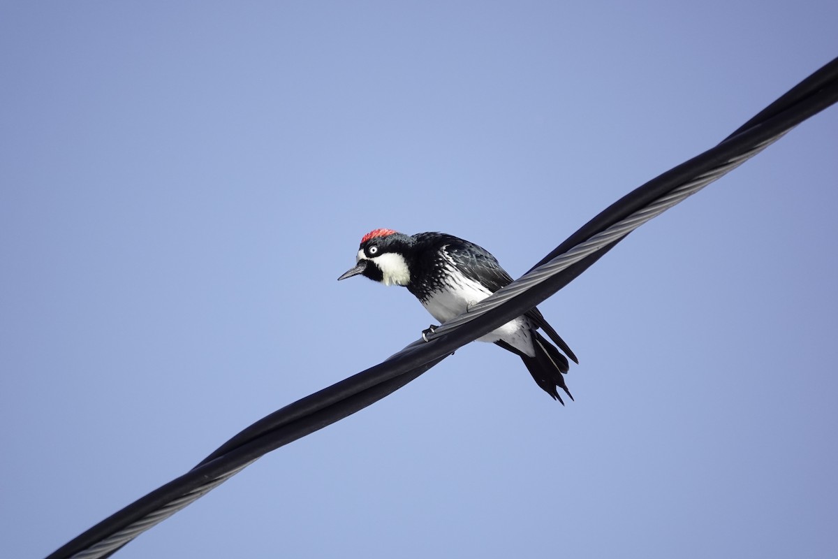 Acorn Woodpecker - ML646971749