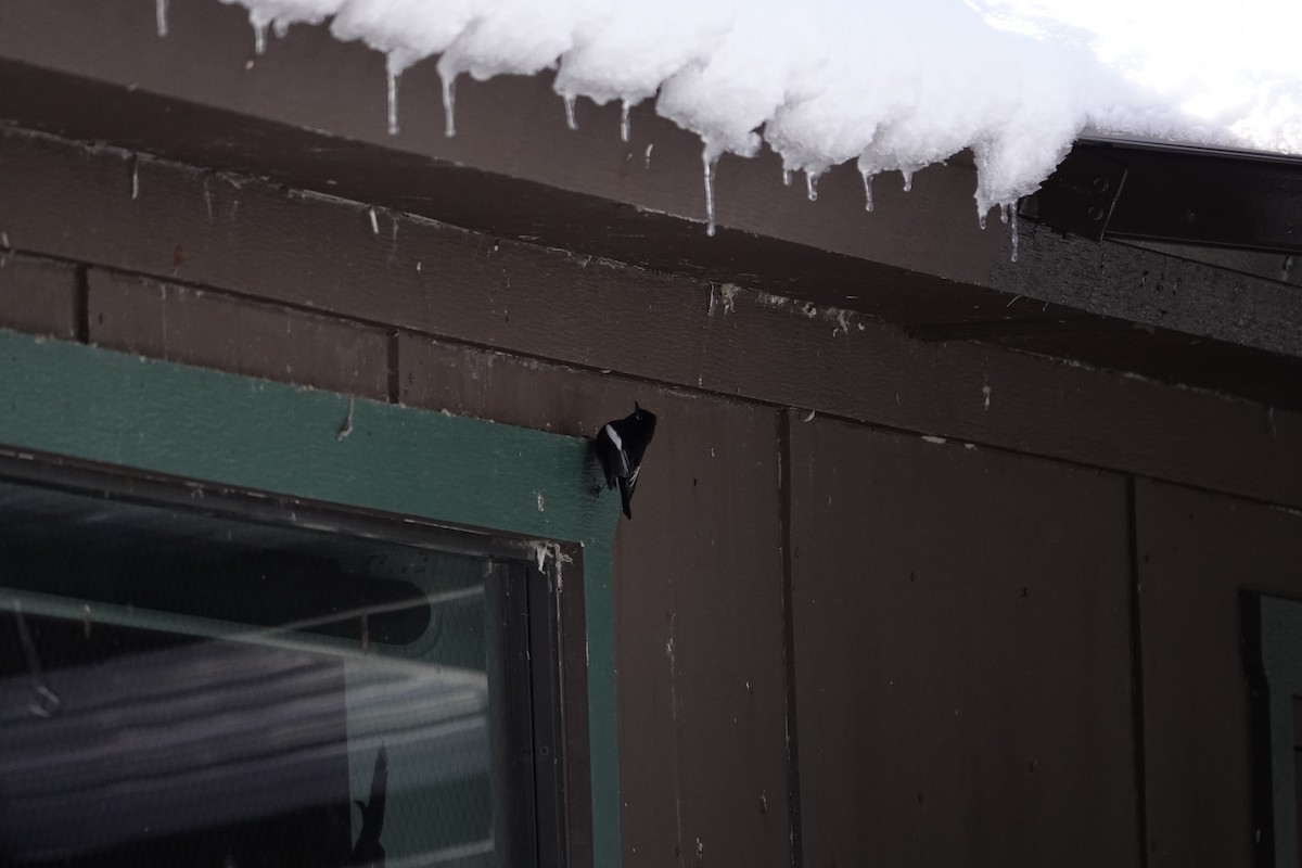 Painted Redstart - ML646971755