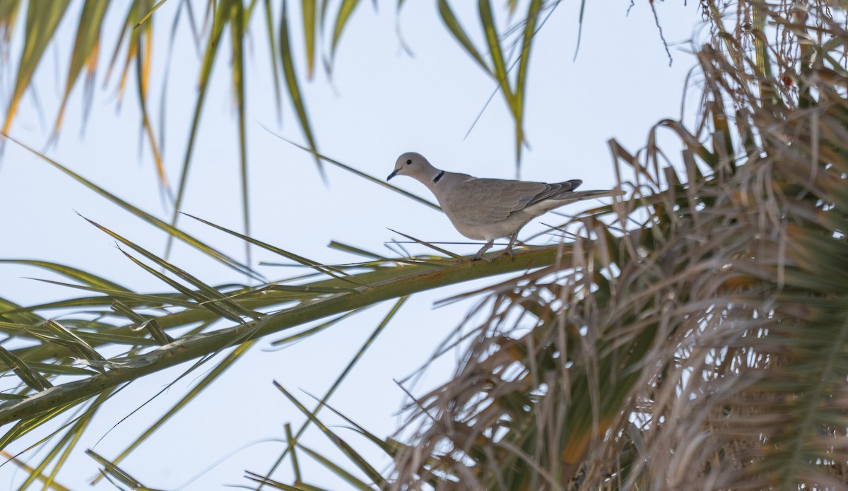 African Collared-Dove - ML646971757
