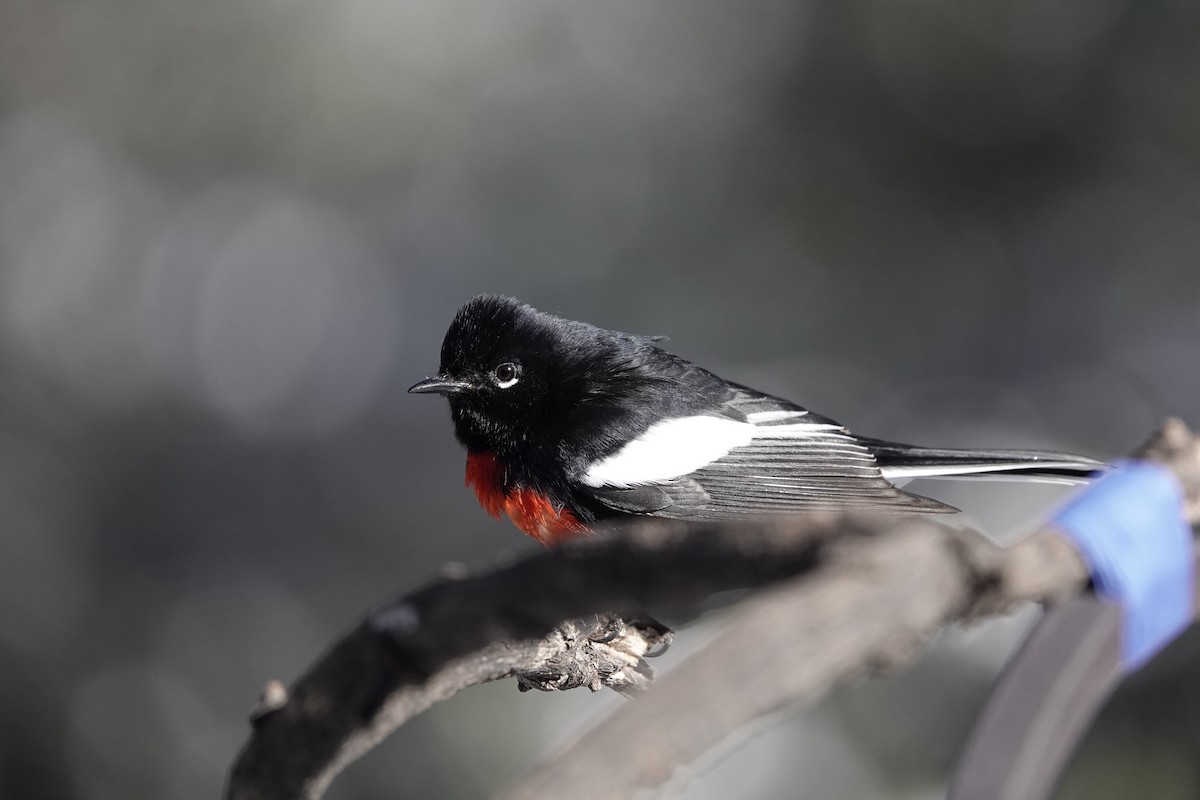Painted Redstart - ML646971758