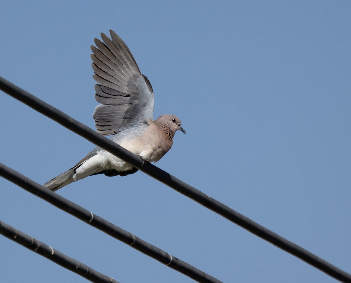 Горлиця мала - ML646971763