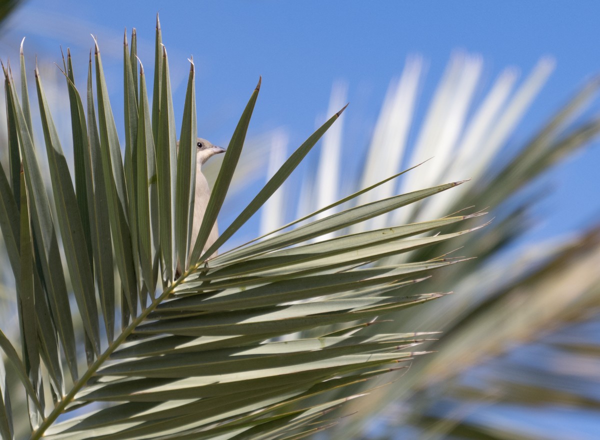 Hypocolius - ML646971765