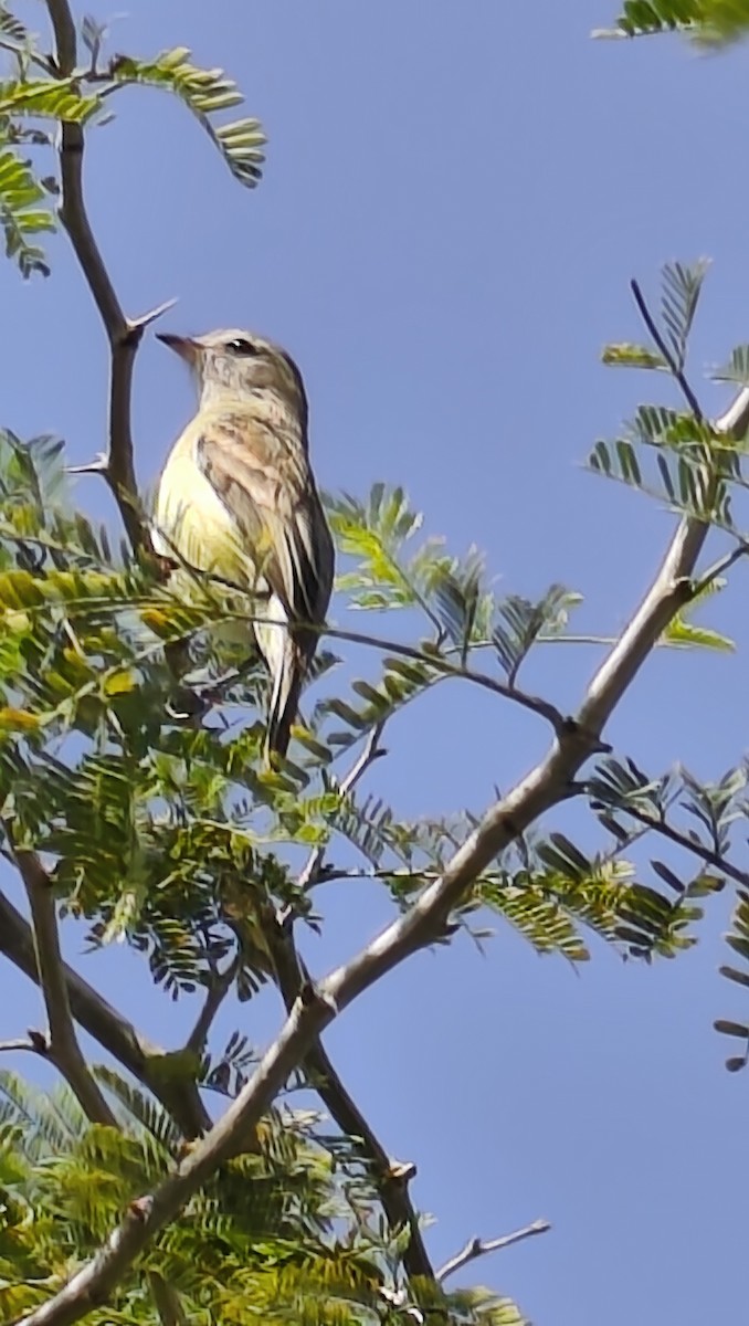 Mouse-colored Tyrannulet - ML646971782