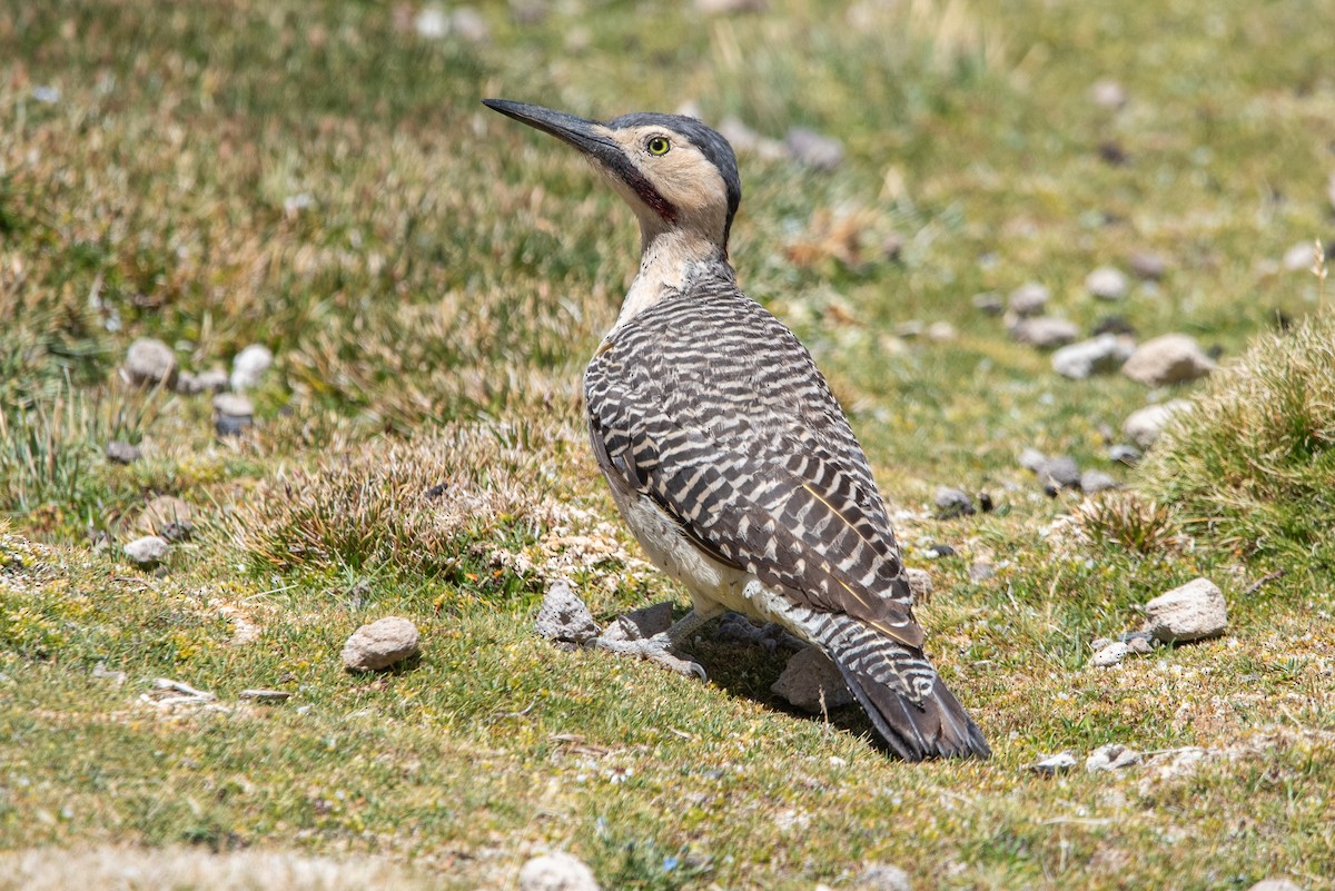 And Ağaçkakanı - ML646971791