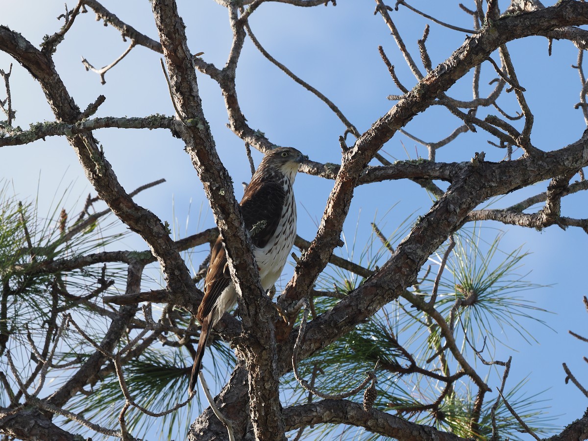 Cooper's Hawk - ML646971794