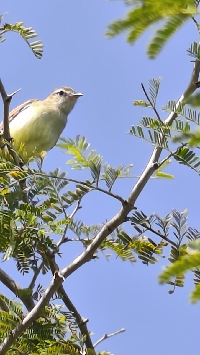 Mouse-colored Tyrannulet - ML646971797
