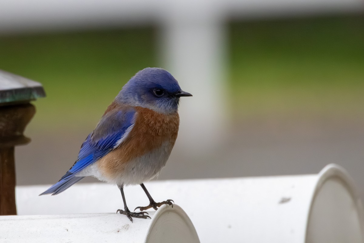Western Bluebird - ML646971808