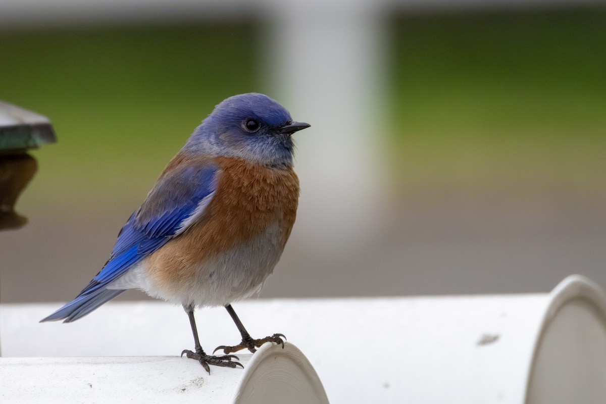 Western Bluebird - ML646971810