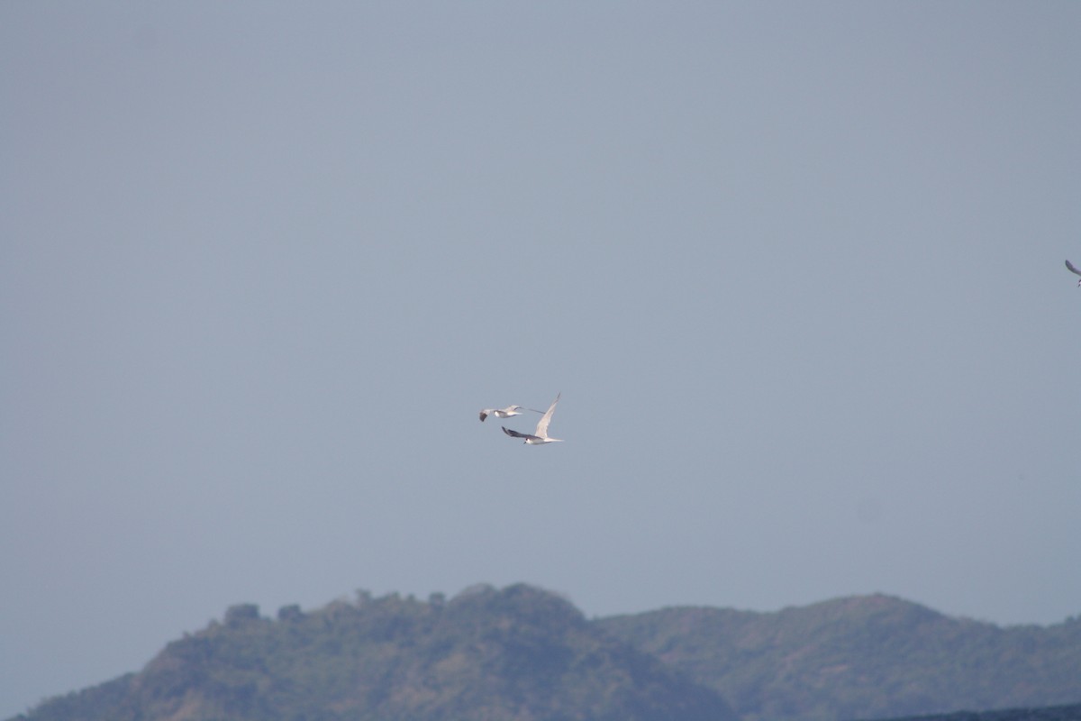 Common Tern - ML646971822