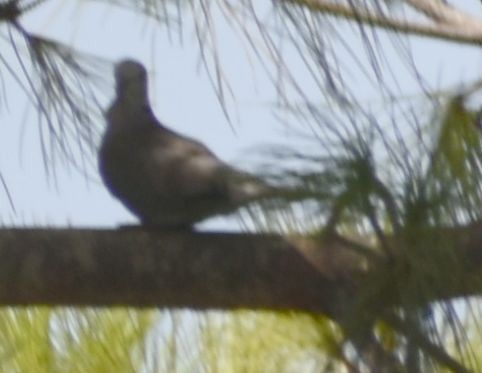 Tourterelle turque - ML646971824