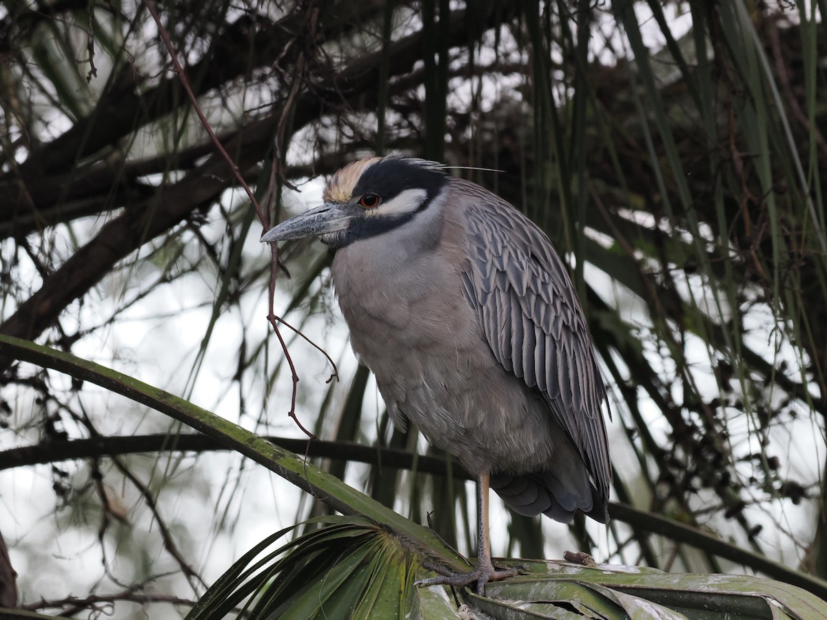 Yellow-crowned Night Heron - ML646971826