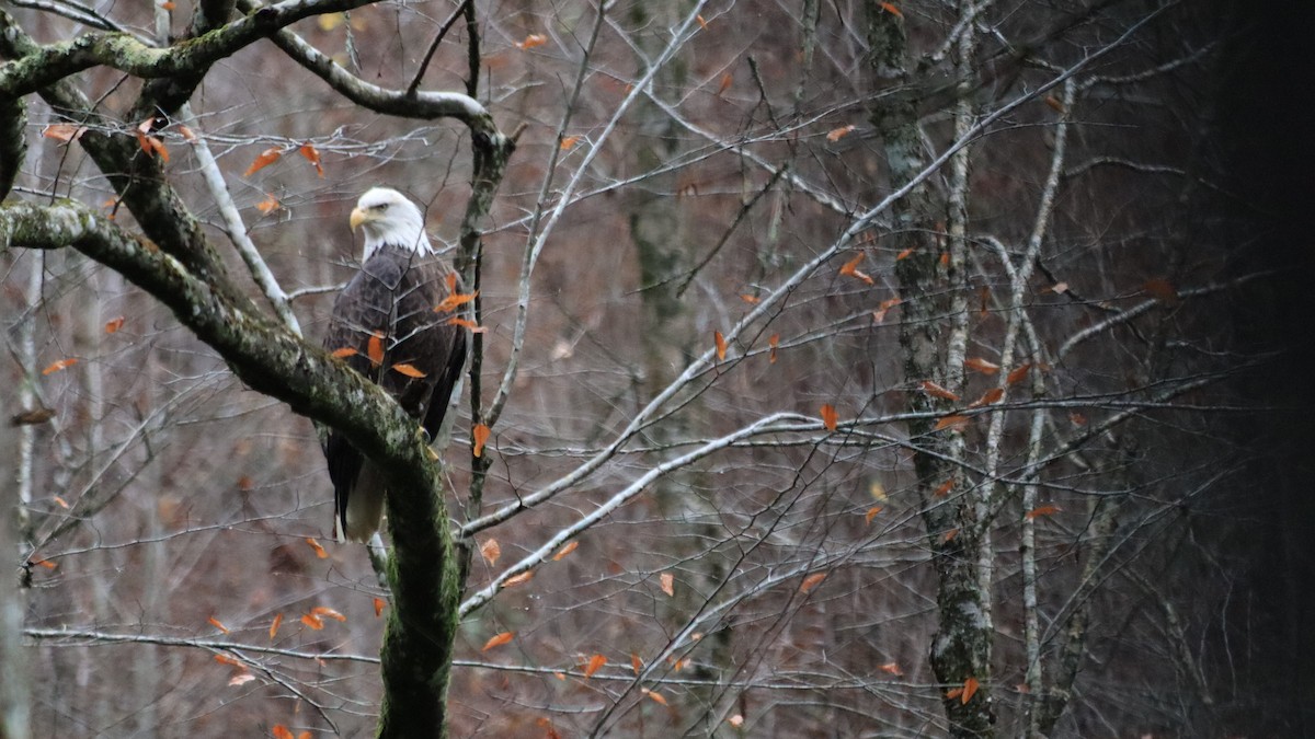 Bald Eagle - ML646971828