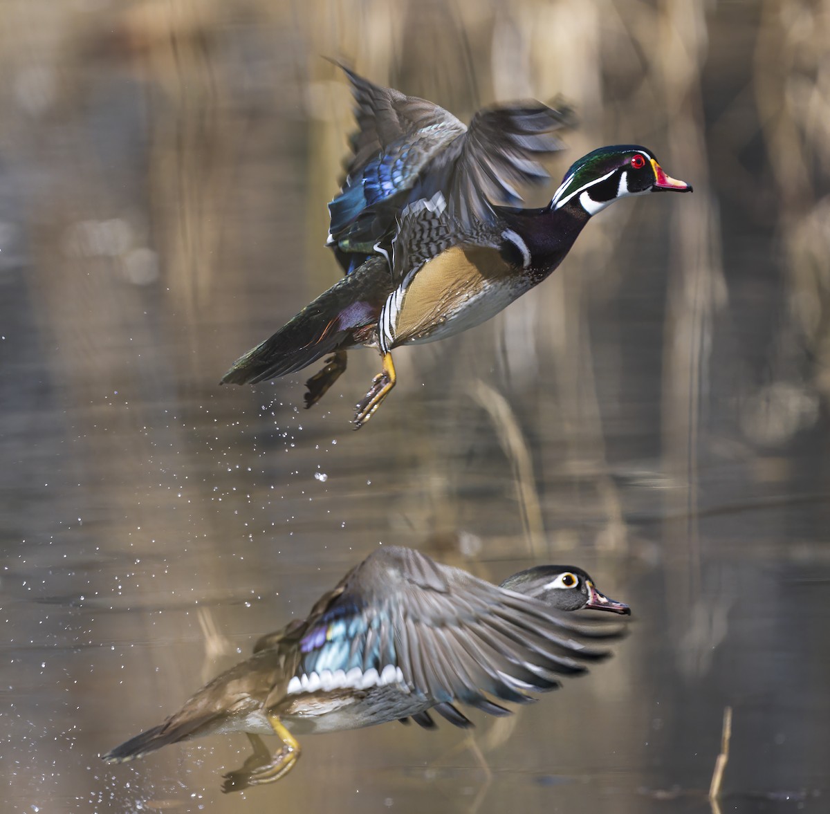 Wood Duck - ML646971829