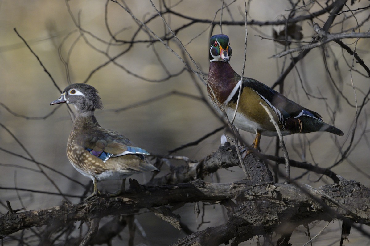 Wood Duck - ML646971830