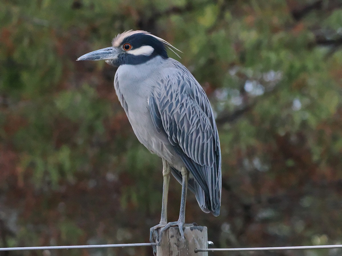 Yellow-crowned Night Heron - ML646971831