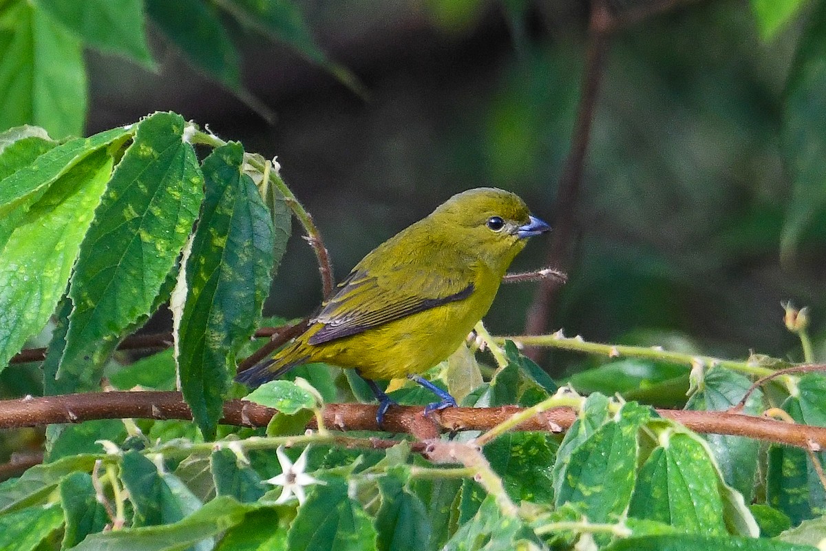 Толстоклювая эуфония - ML646971833