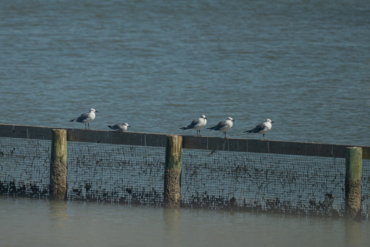 Мартин карибський - ML646971842