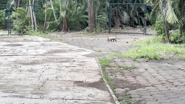 Southern Opossum - ML646971843