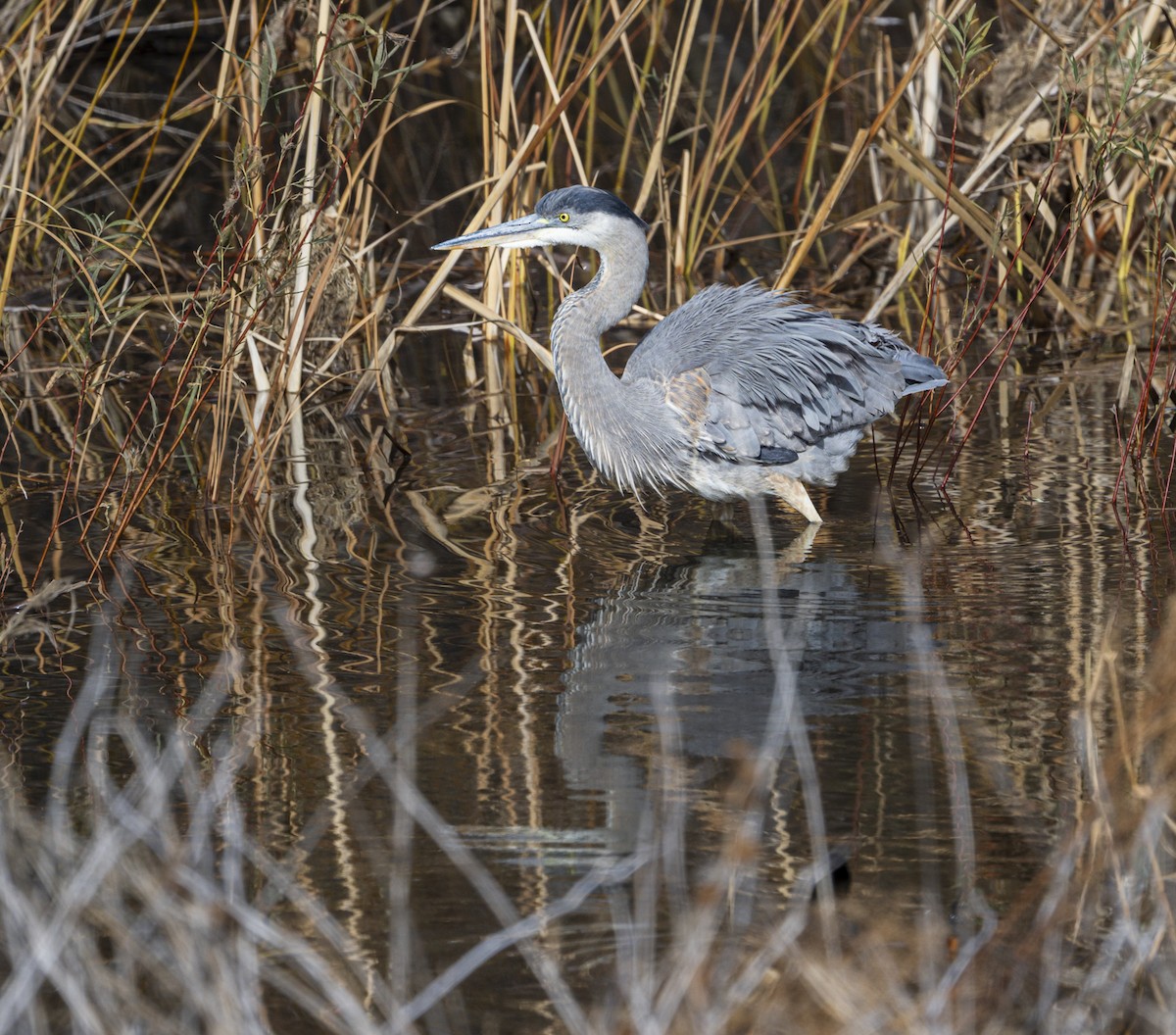 Great Blue Heron (Great Blue) - ML646971849