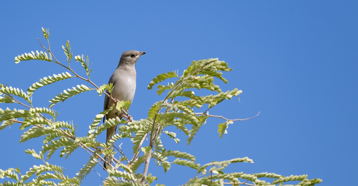 Hypocolius - ML646971852