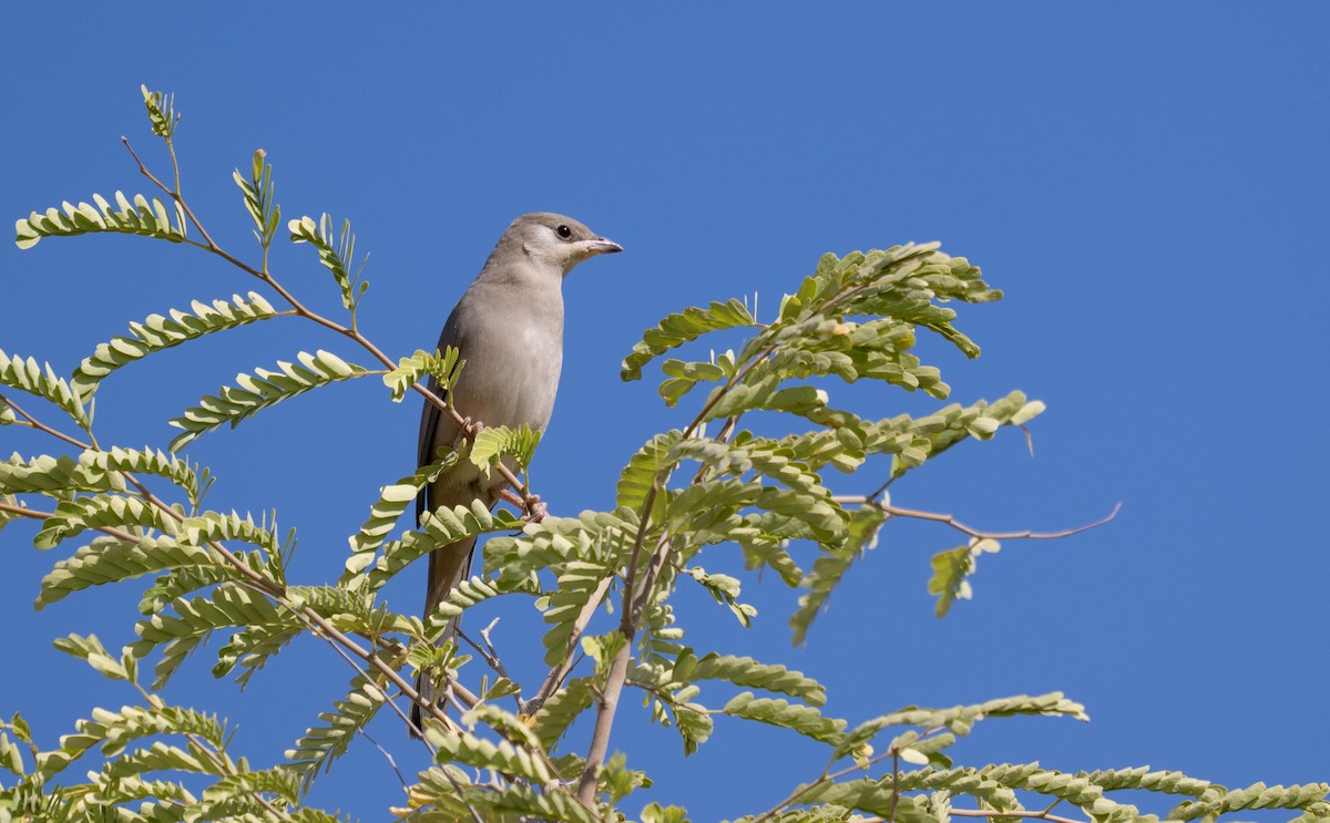 Hypocolius - ML646971857