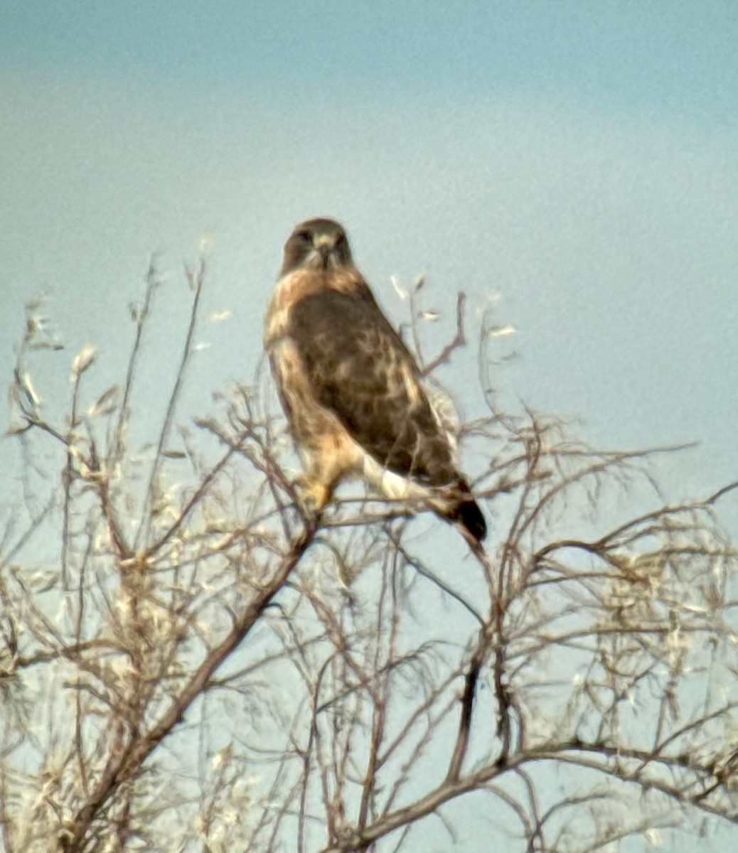 Red-tailed Hawk - ML646971858