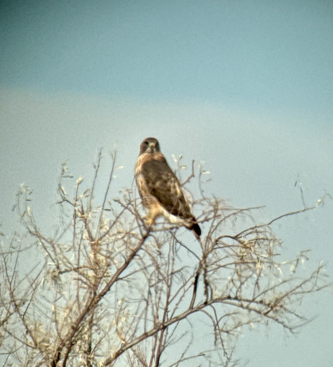 Red-tailed Hawk - ML646971859