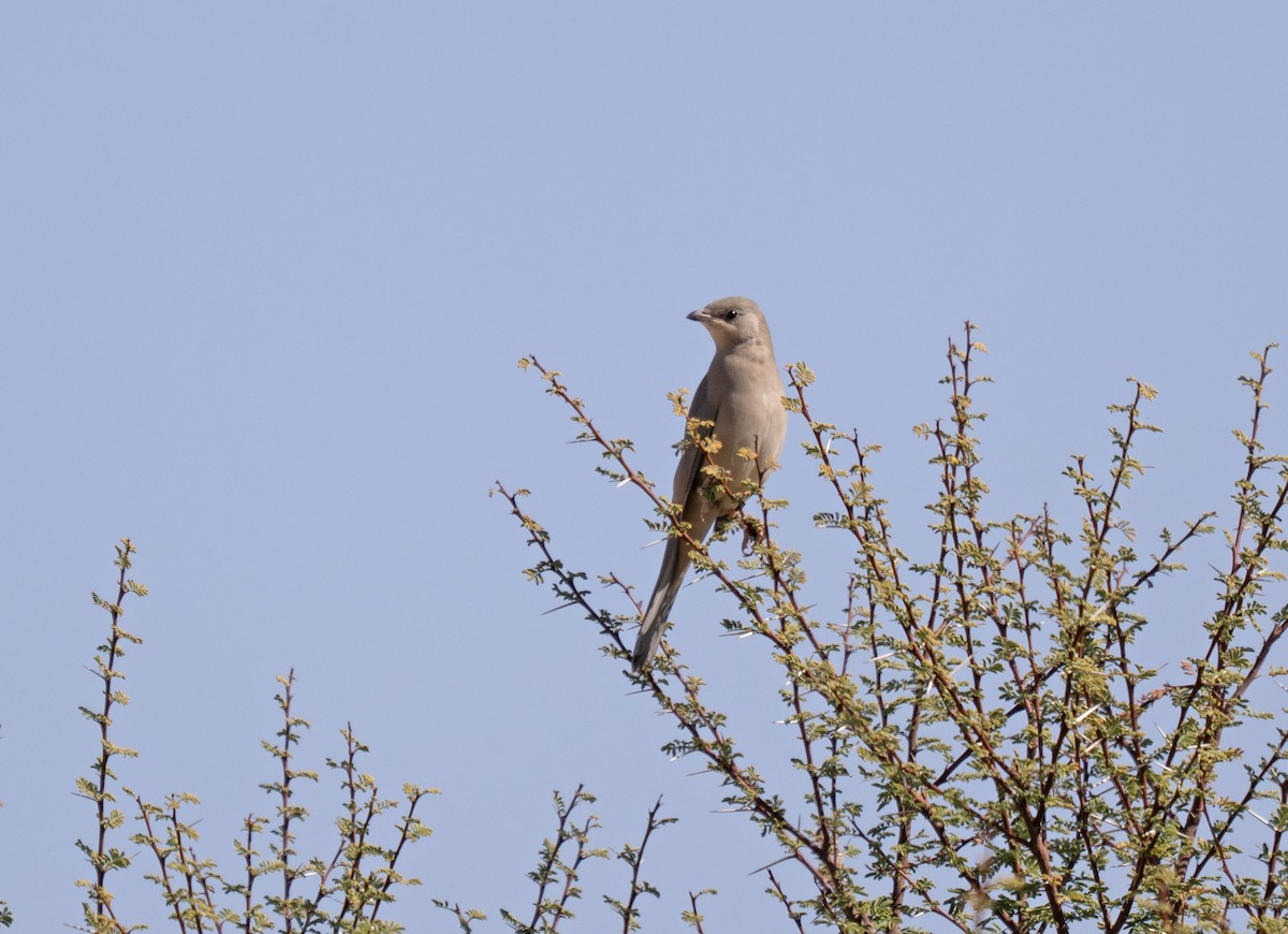 Hypocolius - ML646971861