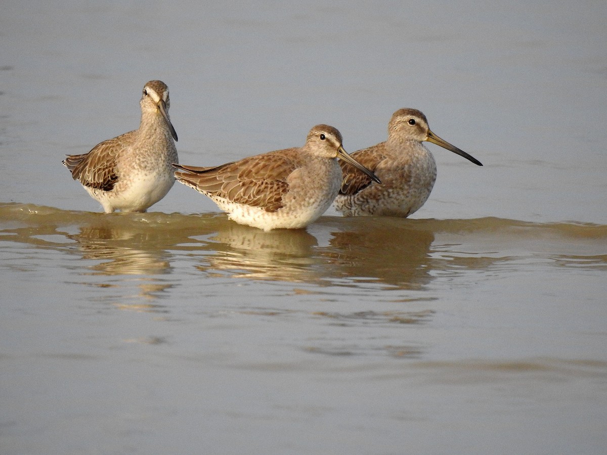 Kuliska grisa - ML646971863