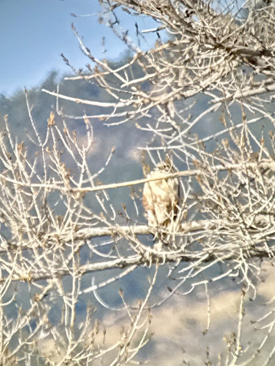 Ferruginous Hawk - ML646971864