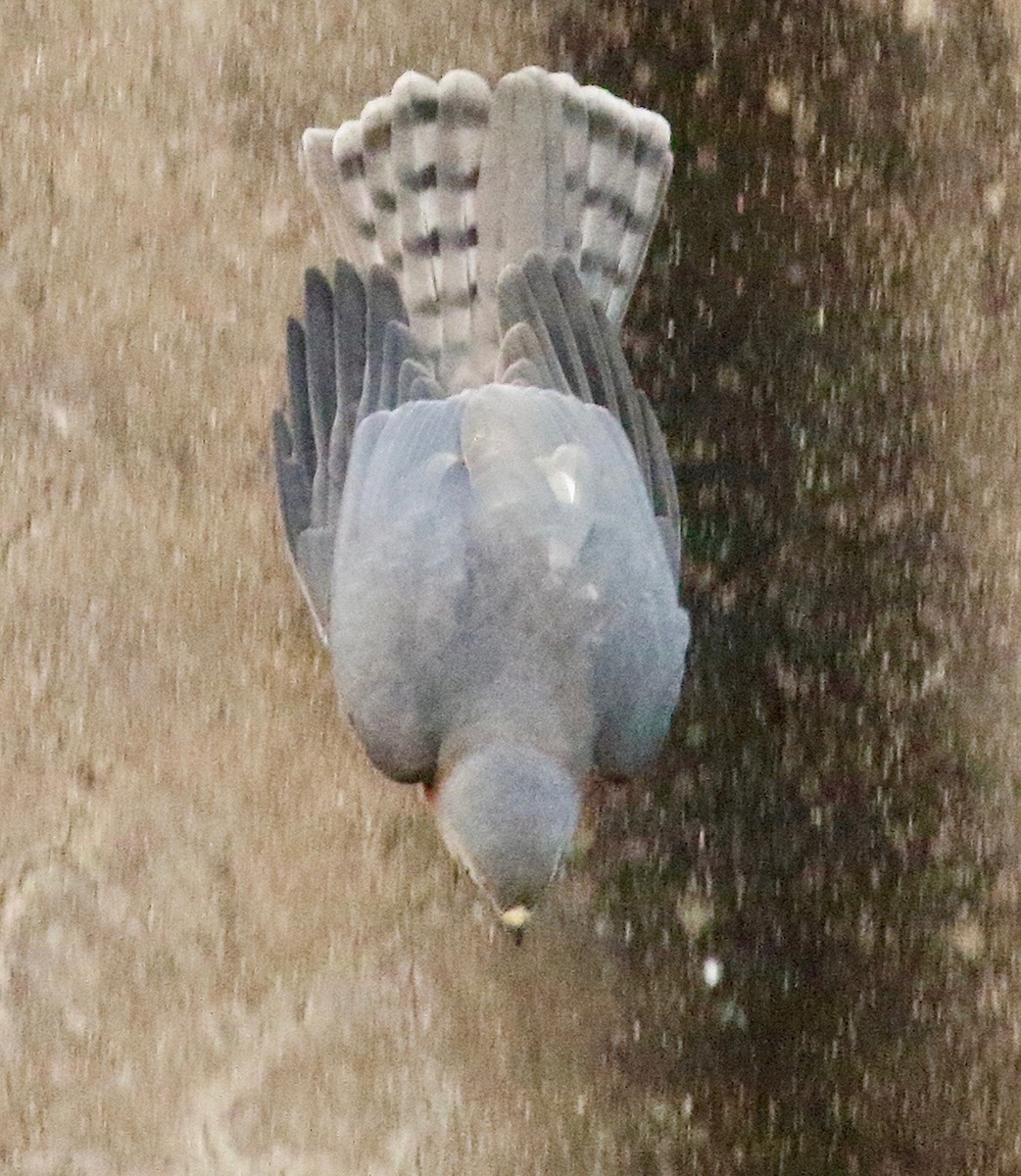 Schikrasperber - ML646971878