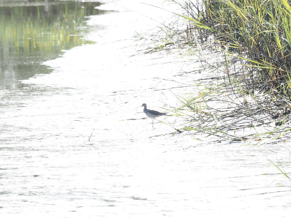 Greater Yellowlegs - ML646971879