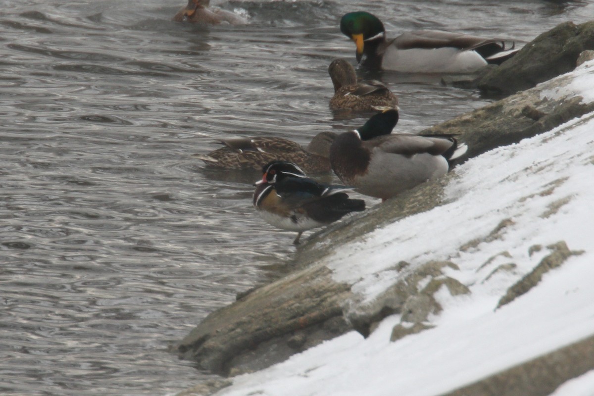 Wood Duck - ML646971880