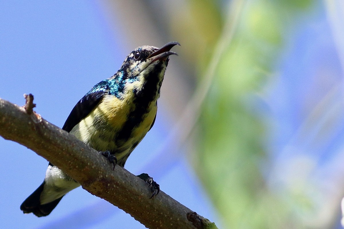 Purpurnektarvogel - ML646971893