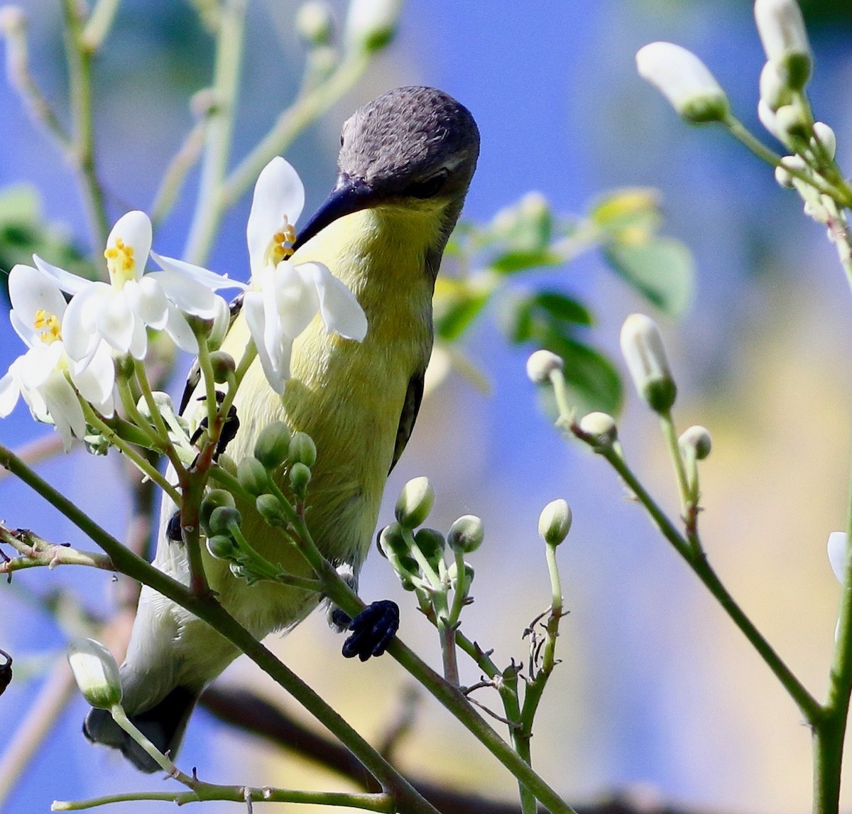 Purpurnektarvogel - ML646971894