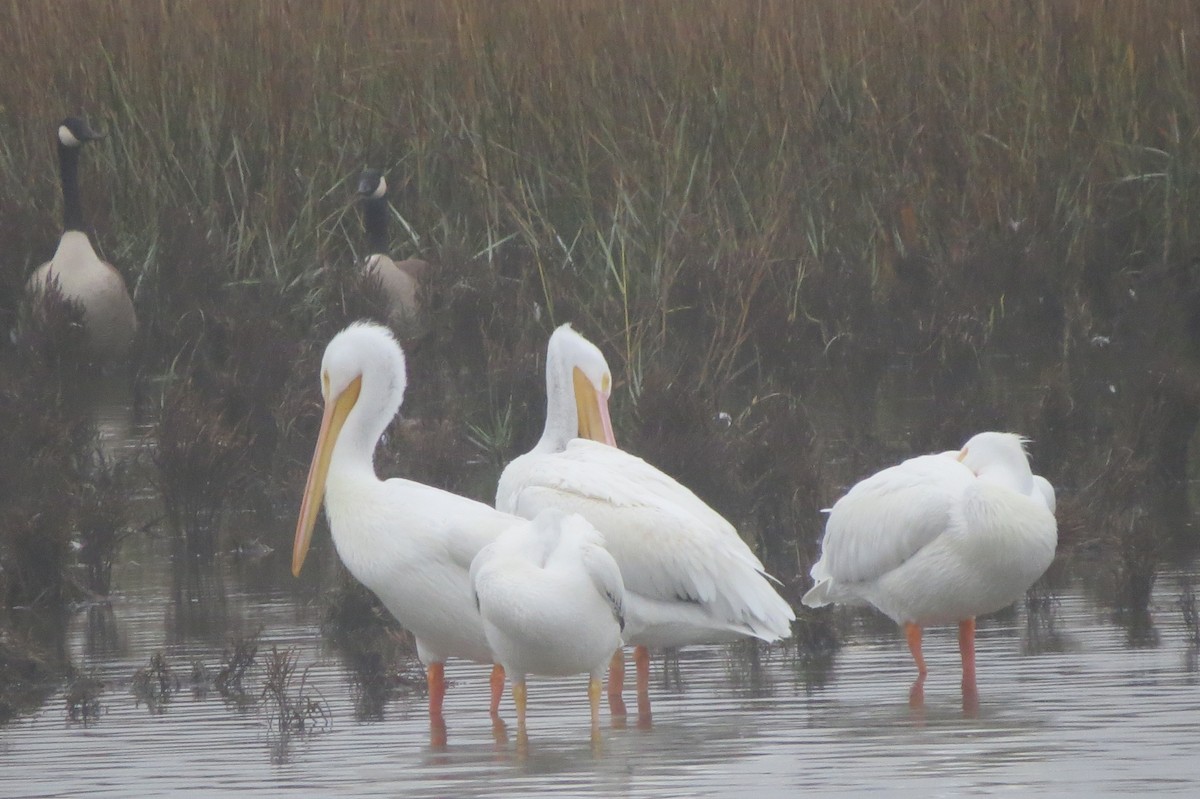 American White Pelican - ML646971900