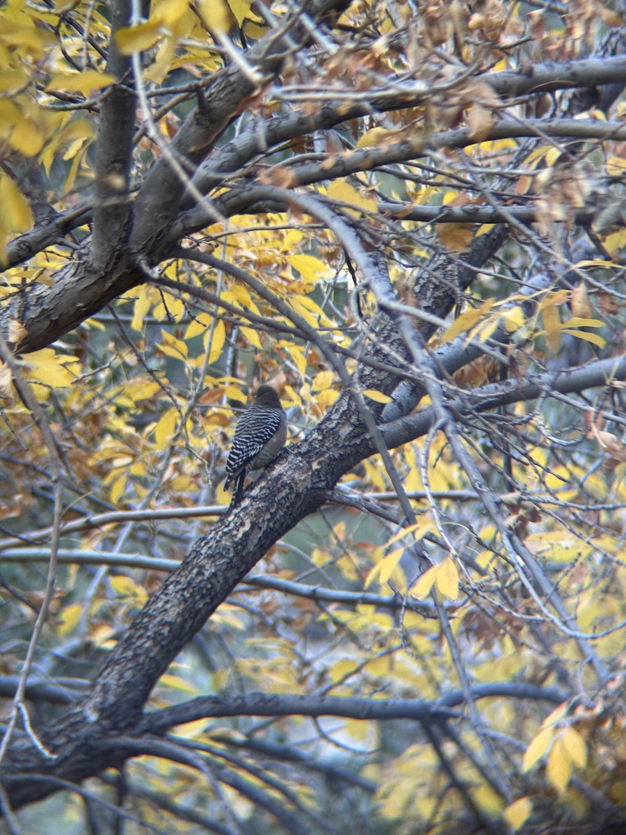 Carpintero de Gila - ML646971909