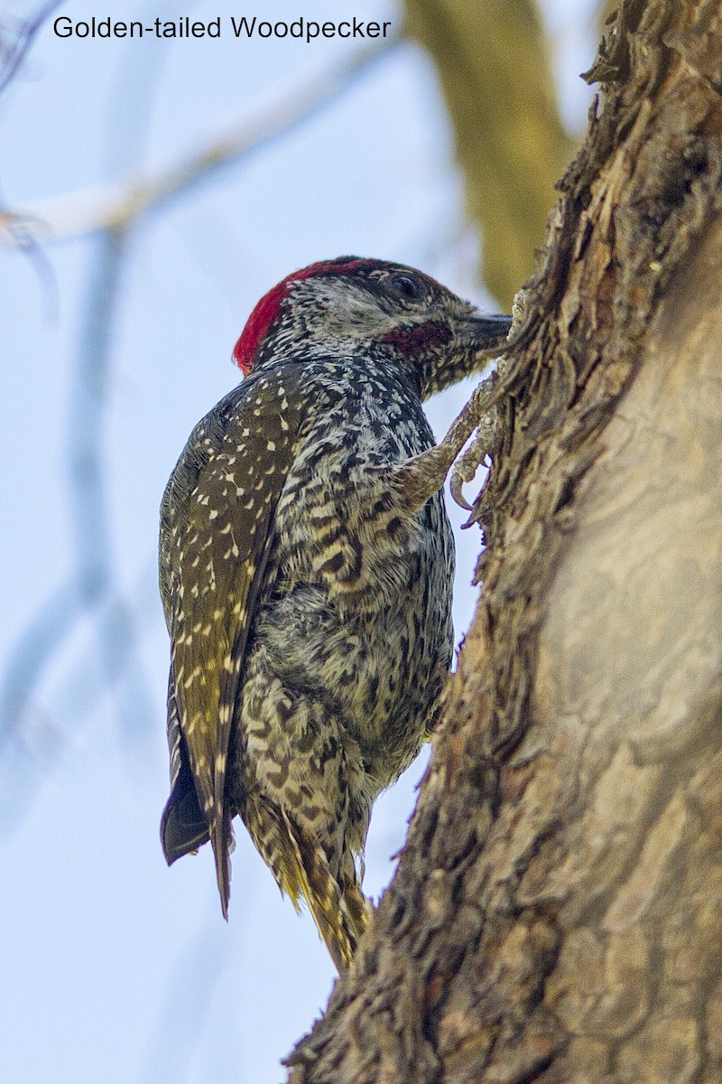 Golden-tailed Woodpecker - ML646971911