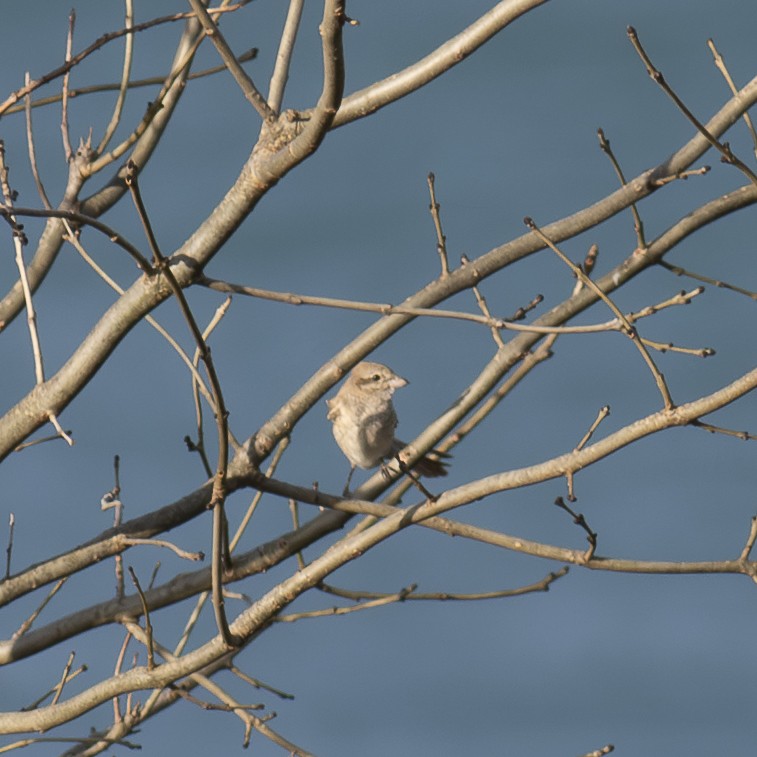 Isabelline Shrike - ML646971913