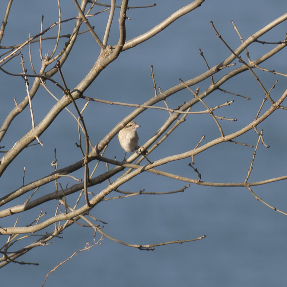 Isabelline Shrike - ML646971914