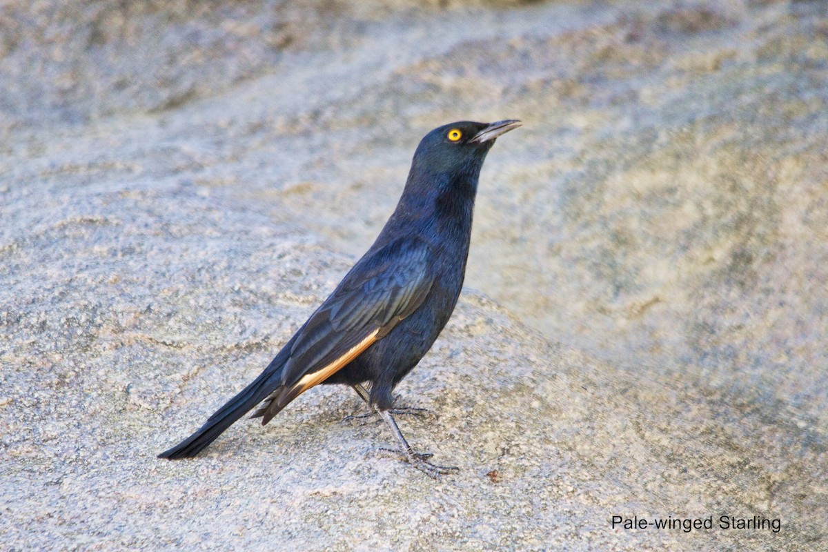 Бледнокрылый скворец - ML646971918