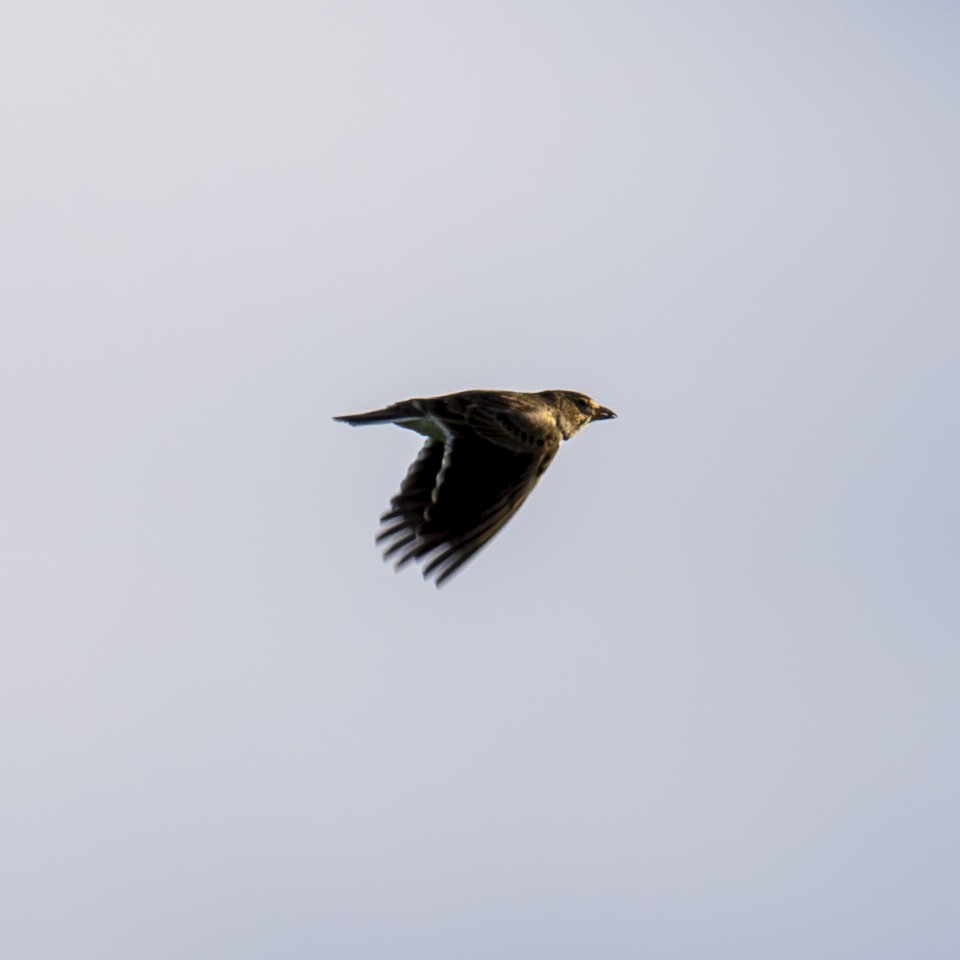 Calandra Lark - ML646971921