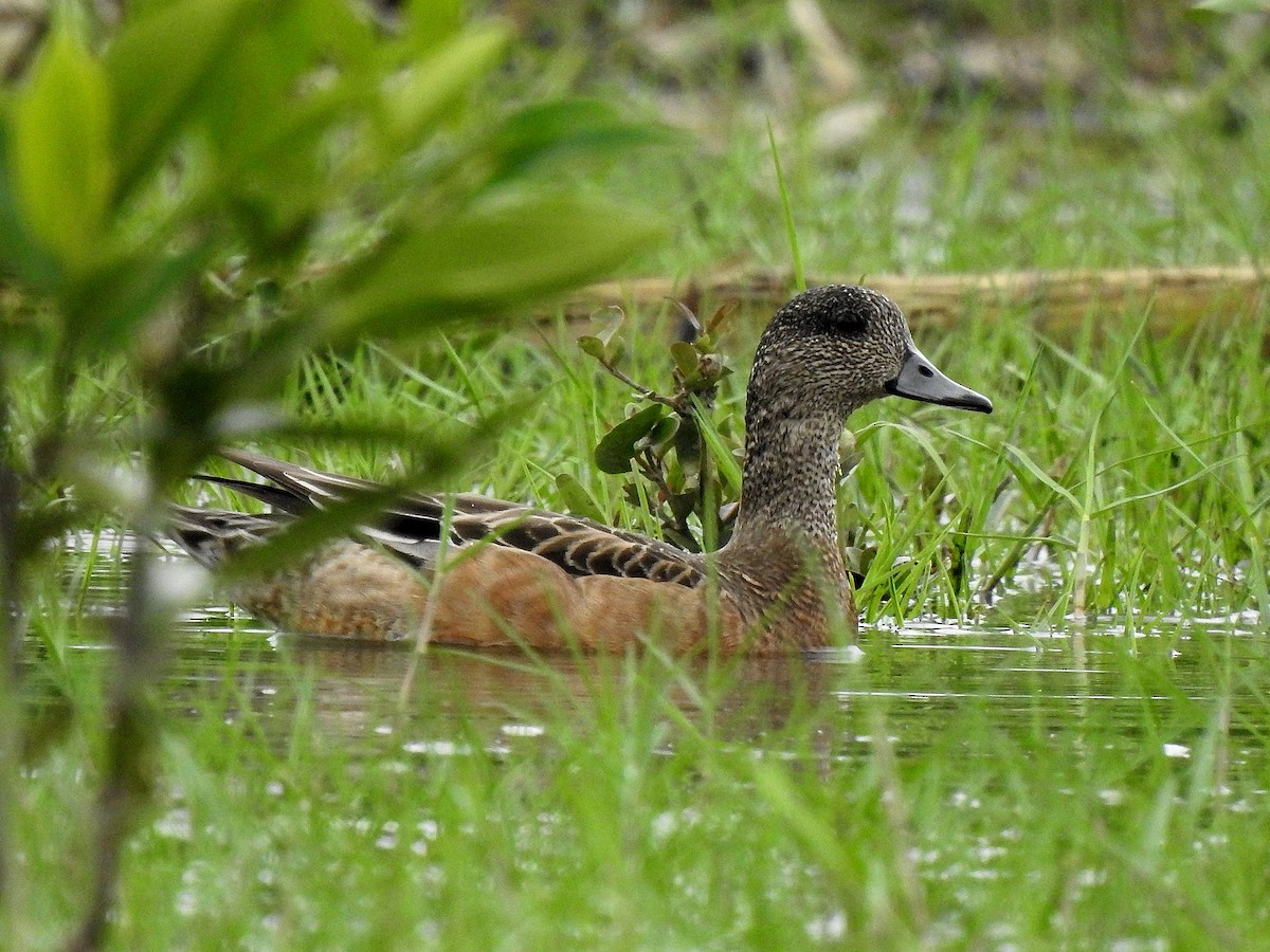 Ahate txistulari amerikarra - ML646971930